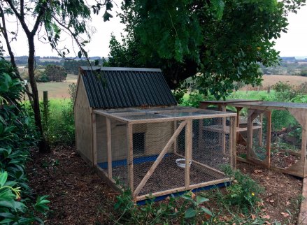 The chickens came too